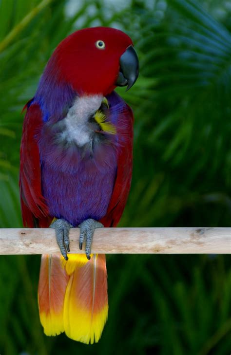 the eclectus parrot is mind bendingly beautiful australian geographic