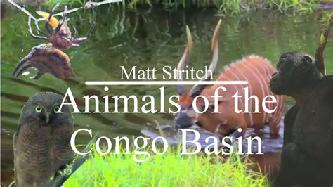 Drawing animals can be one of the most fun and rewarding activity. Animals of the Congo Basin - YouTube