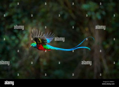 Flying Resplendent Quetzal Pharomachrus Mocinno Costa Rica With