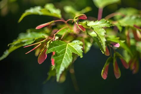 13 Beautiful Species Of Maple Trees