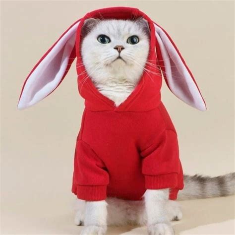 Dog Bunny Costume Etsy