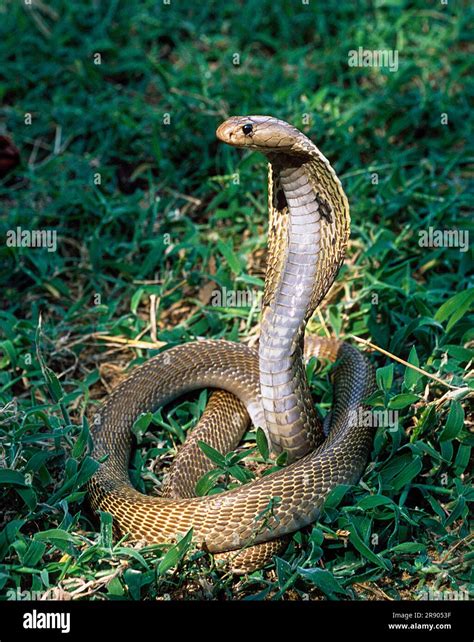 Snake Indian Cobra Indian Spectacled Cobra Naja Naja Captive The