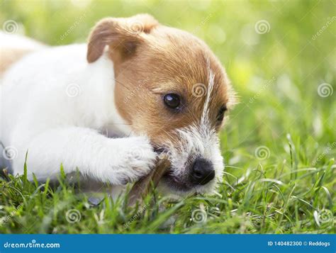 Happy Dog Puppy Chewing Bone Stock Photo Image Of White Jack 140482300