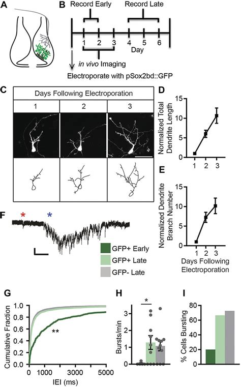 Development And Circuit Integration Of Newborn Neurons In The Optic