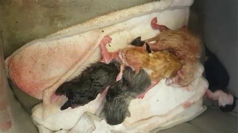 New Born Kittens Umbilical Cord Cutting Youtube