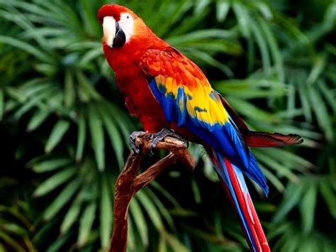 Parrots In The Rainforest Wallpapers Quality