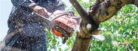 The Potential Benefits Of Tree Removal Services In Brief Words | Posts