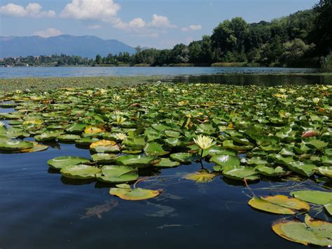 Category Lago Di Comabbio Into The Wonderland