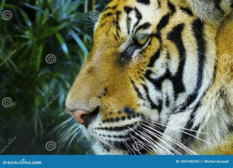 Head Of Bengal Tiger In The Rainforest Stock Image Image Of