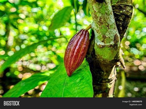 Cocoa beans in a freshly cut cocoa pod. Cocoa Fruit On Tree Image & Photo (Free Trial) | Bigstock