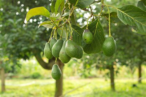 Avocado trees will still produce pretty foliage as houseplants, or you can move. Avocado | FoodnSport: Home of The 80/10/10 Diet by Dr ...