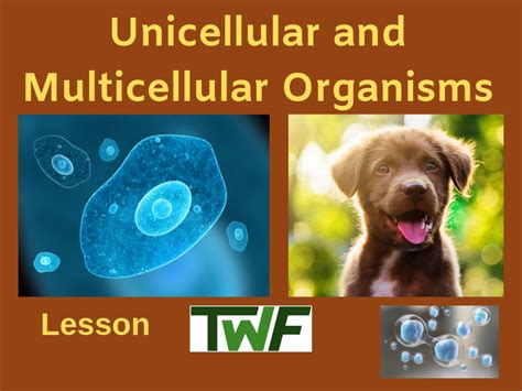 This Middle School Science Powerpoint Lesson Teaches About Unicellular