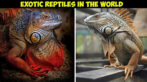 10 Most Unique Exotic Reptiles In The World Youtube