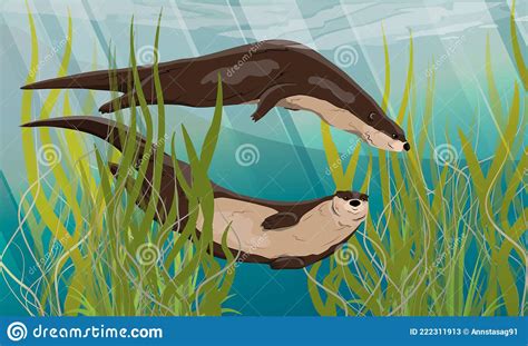 Two River Otters Swim In The Water Between Long Green Algae Eurasian