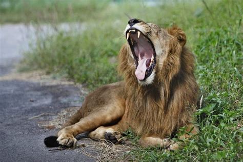 Ouganda Les Lions Sont Menacés De Disparition La Presse