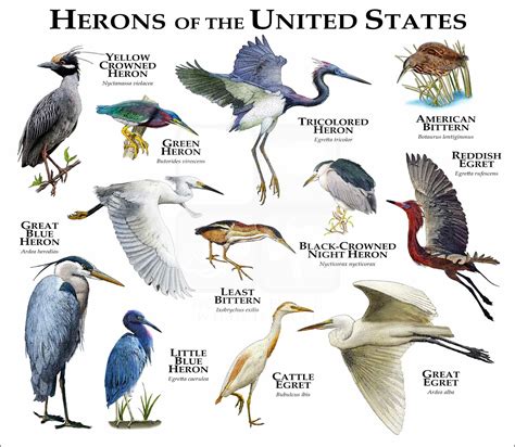 Tricolored Heron Vs Great Blue Heron