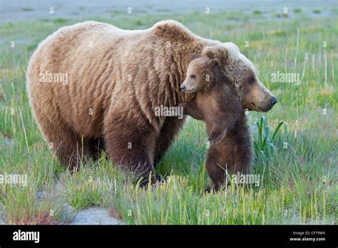 Alaskan Brown Bear Sow With Cub During Summer Stock Photo Alamy