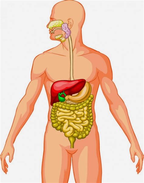 Esquema Del Aparato Digestivo Fotos Gu A