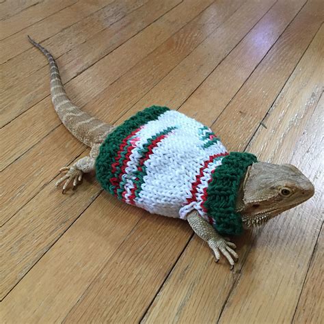 Ravelry Ollyoxenfrees Bearded Dragon Christmas Sweater