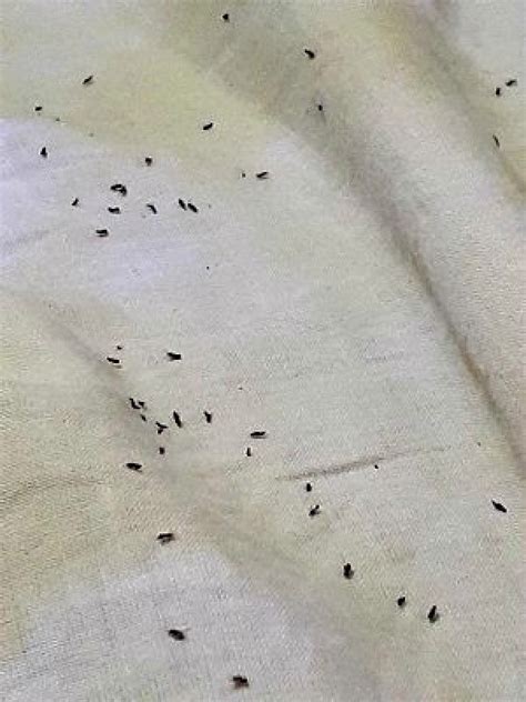 Tiny Flying Insects In Your House Thriftyfun