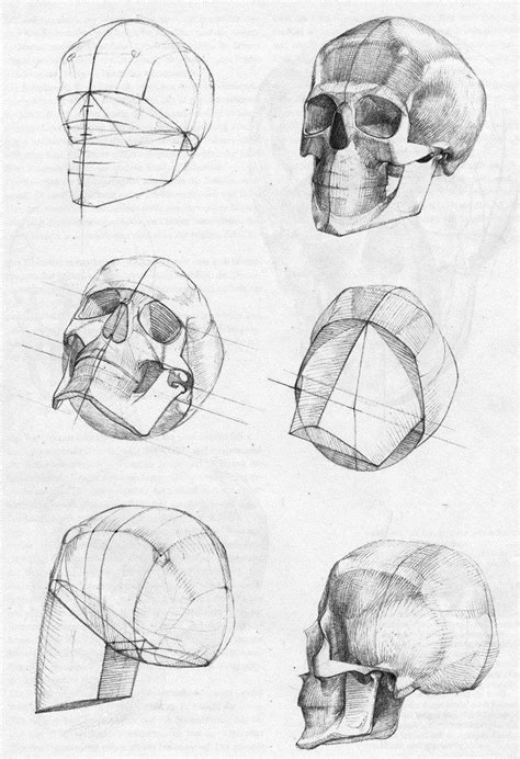 1000 Images About Anatomy Head Drawing Study On Pinterest