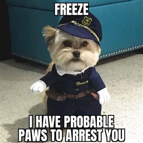 30 Hilarious Dog Memes Funnyfoto Page 14