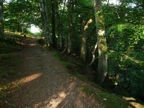 Path In The Woods Of Coed Cors Y Gedol © Jeremy Bolwell Cc By Sa20
