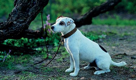 Mattel Films Universal Pictures Partner For Wishbone Movie The Toy