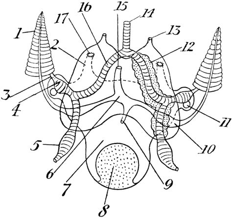 Cuttlefish Circulatory And Excretory Systems Clipart Etc