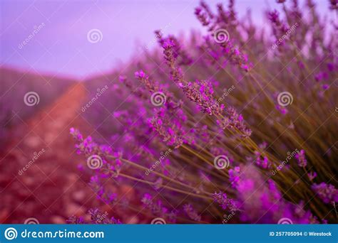 Blooming Lavender Field At Sunset With Purple Flowers In Brihuega