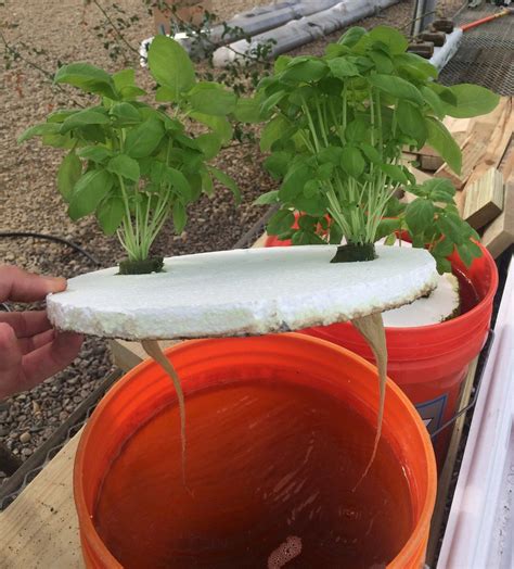 Easy Low Maintenance Hydroponics The Kratky Method — Farmer Tyler In