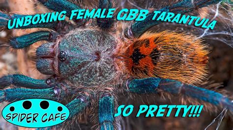 Unboxing Adult Female Gbb Tarantula Youtube