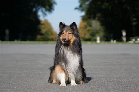 8 Amazing Shetland Sheepdog Sheltie Haircuts With Pictures Hepper