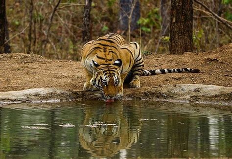 Best Wildlife Tiger Reserves In India Kanha Bandhavgarh And Pench Tour