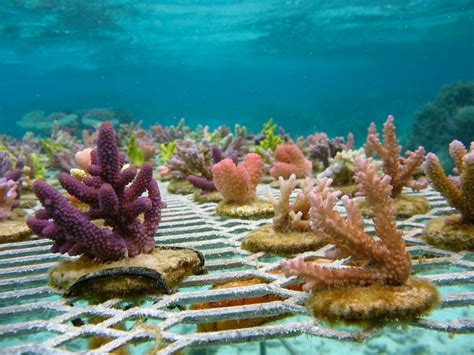 Coral Reefs Having Sex Annual Spawning Event Written By A Marine