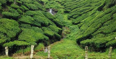 Sights Of Munnar In Monsoon Mesmerisingly Beautiful