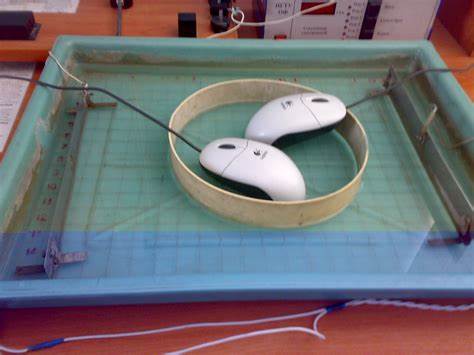 Морские свинки диета Морские свинки — Вастрик Морские свинки — Вастрик Морские свинки диета