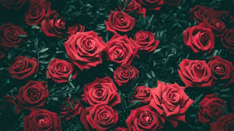 1920x1080 Resolution Roses Bushes Red 1080p Laptop Full Hd Wallpaper