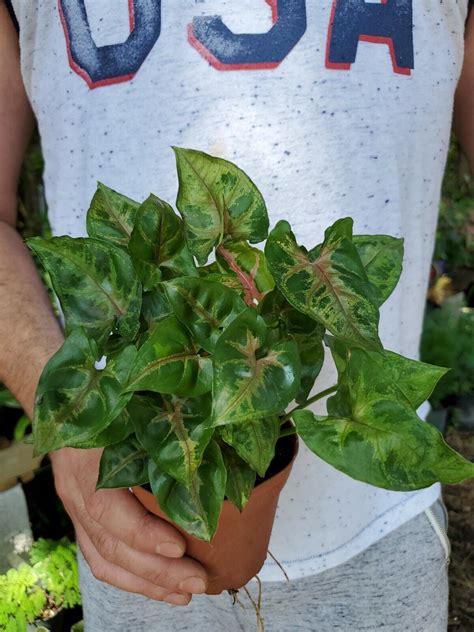 Syngonium Nephthytis Arrowhead Live Plant~ Evergreen~houseplant 4 Pot