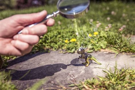 Can Magnifying Glasses Burn Ants And How Fauna Facts