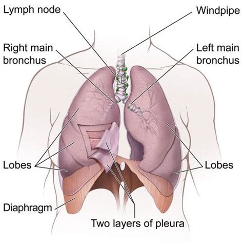 What is the difference between liver and kidney? Internal Organs of the Human Body - Bodytomy