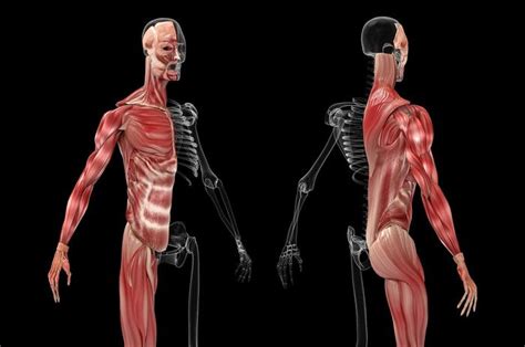 Penjelasan Lengkap Jenis Jenis Otot Manusia Beserta Fungsinya Dari Otot Polos Hingga Otot