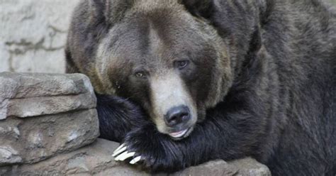 Denver Zoo Reveals New Grizzly Bear Habitat