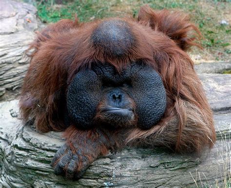 Down syndrome is a condition in which a person has an extra chromosome. Male orangutan (Pongo borneo) from the Moscow Zoopark ...