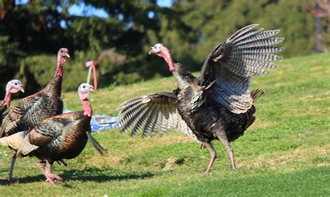 Aggressive Wild Turkey Terrorizes Visitors at Oakland Rose Garden