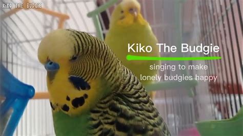 Budgie Singing To Make Lonely Budgies Happy😌 Budgie Sounds Singing