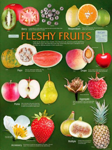 Wall Chart Fleshy Fruits