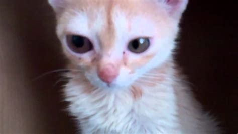 Glaucoma is a condition in which eye pressure rises above normal. Adorable orange kitten: nystagmus, glaucoma - YouTube