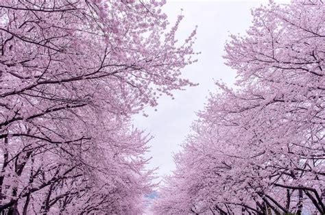 The 20 Most Beautiful Places To See Cherry Blossoms Around The World