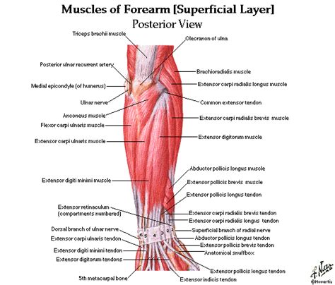 Following are the common causes of pain in front thighs: Dentistry and Medicine: Upper and Lower Limbs Muscles ...